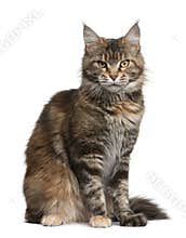 Maine coon cat, 3 years old