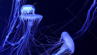 Blue electric jellyfish