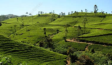 Tea fields