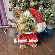 Yorkshire terrier. Dog with Christmas tree