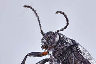 A large earth-boring dung beetle on a solid background. Macro close up stacking image
