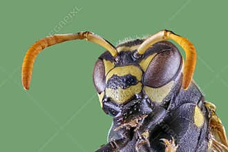 Wasp front view on white background, macro close-up