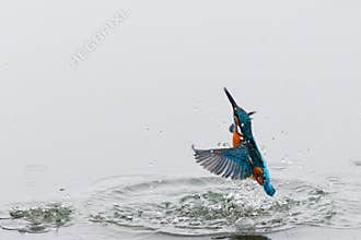 Action photo of a kingfisher coming out from water
