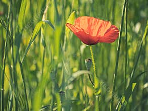 red poppy field desaturated