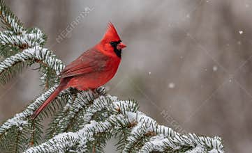 Cardinal in the Snow