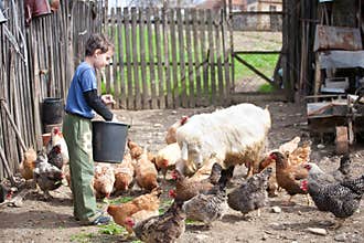 Country boy feeding the animals