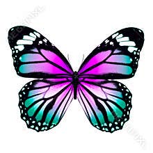 Tropical colorful butterfly isolated on white background