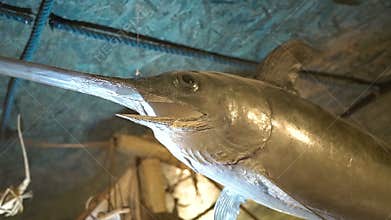 Swordfish, decoration in a restaurant