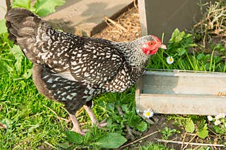 Hen, brown-white feathered hen at farmyard, hen on spring meadow with daisies. Chicken picking grains