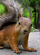 Squirrel