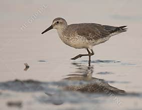 Red Knot