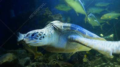 The sea turtle swims in the murky waters of the oceanarium