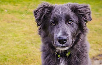 Portrait of a lovely dog