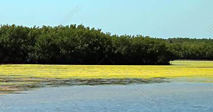 A landscape of trees River and yellow algae