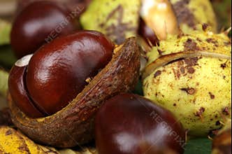 Chestnuts
