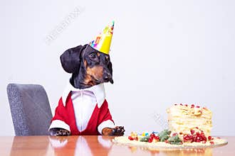 Portrait of a dachshund, black and tan, looking and hungry for a happy birthday cake ,wearing red sweater and white shirt and p