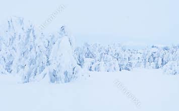 Winter landscape with snow covered trees in Beitostolen.