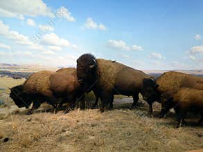 USA. New-York. American Museum of Natural History