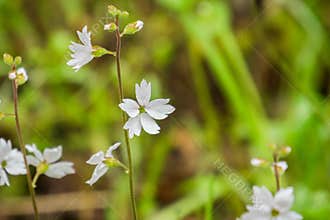 Woodland star Lithophragma affine covered in water drops, California