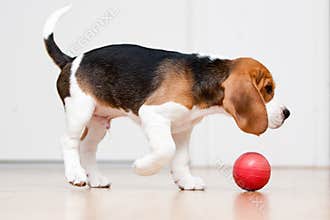 Dog playing with ball