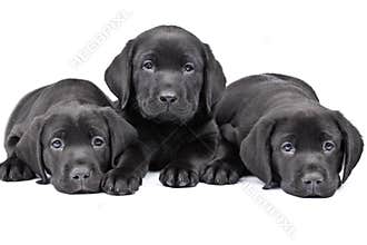 Three black lab puppies