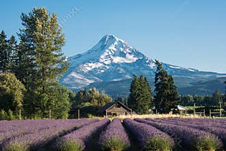 Lavender flower field near Mt. Hood in Oregon, with an abandoned barn