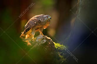 Goshawk, Accipiter gentilis, feeding on killed hare in the forest. Bird of Prey with fur catch in the nabitat. Animal behaviour,