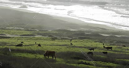 Panoramic landscape with an ocean coast and a meadow with cows in cloudy afternoon