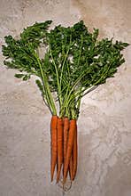 Fresh organic carrots with tops attached.