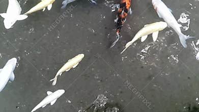 Koi fish
