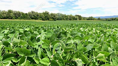 Soy field and soy plants on a bright sunny day