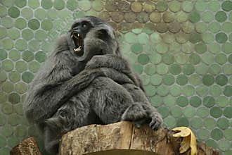 Silvery gibbon Hylobates moloch