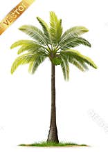 Illustration Realistic Palm Trees Isolated on White Background - Vector