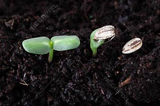 Sunflower seed germination