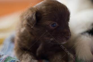 Dog mammal