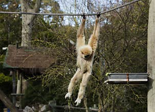 Lar gibbon Hylobates lar