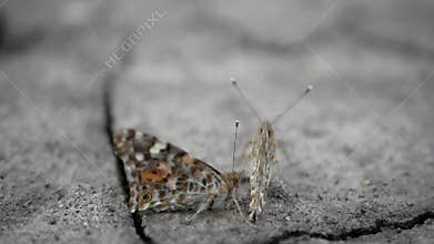 Butterfly surviving a drought, climate change global warming