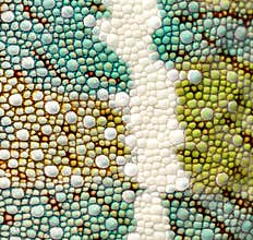 Panther chameleon skin detail