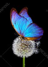 White fluffy dandelion and blue morpho butterfly on a black background. close up