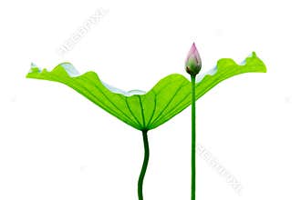 Lotus leaf and bud