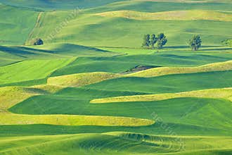 Beautiful rolling hills in the Palouse, Washington