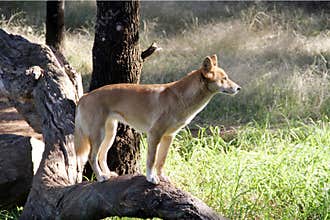 Dingo, Aust.native Dog