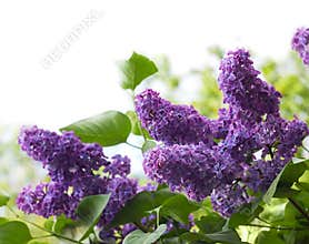 Flowers of lilac