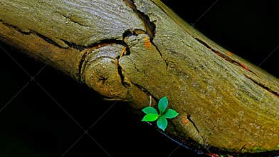 Life after death : sprout on a dead tree trunk submerged in dirty water