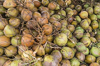Coconut Background