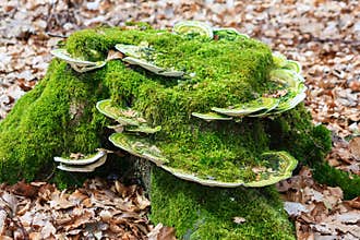 Mushrooms on tree trunk