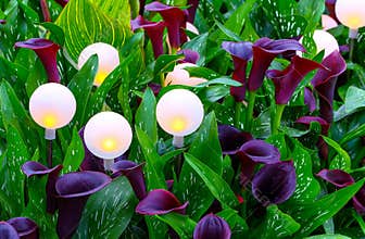 Burgundy black mini calla lilies background