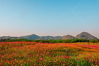 Landscape nature background of mountain and meadow covered in beautiful cosmos on blue sky