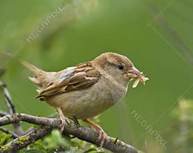 Female House Sparrow with moth