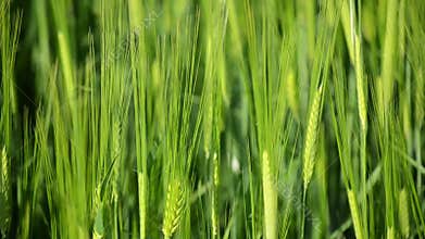 Green sprouts of young wheat at sunset. Close up of green fresh grass on meadow. Wheat crops growing on a agricultural field.